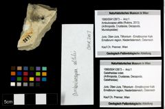 Foto (Objekt + Etiketten) von Ambulocapsa altilis (Robins, 2013) 